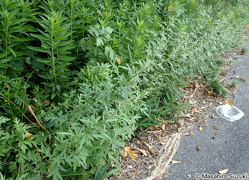 ヨモギの仲間 Artemisia