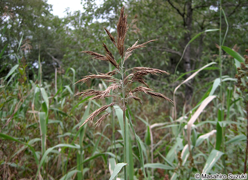 ヨシ Phragmites australis