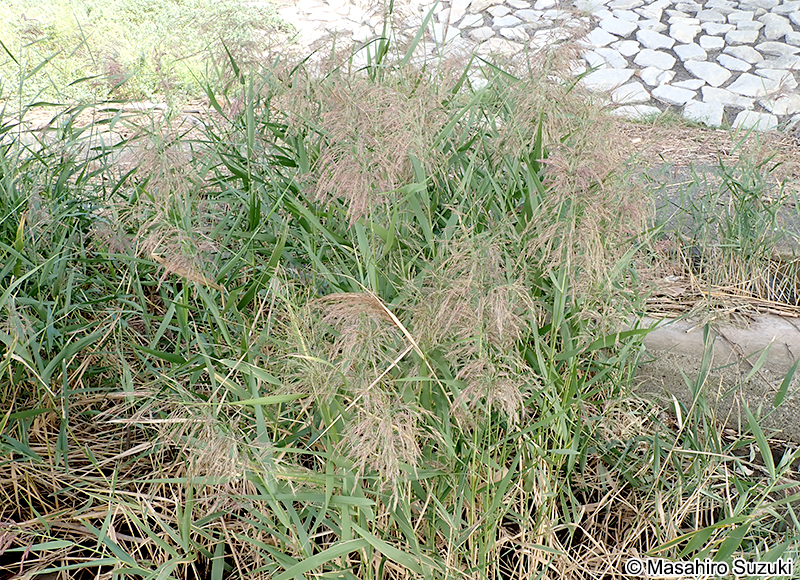 ヨシ Phragmites australis