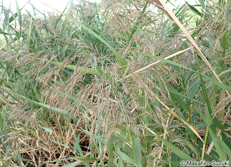 ヨシ Phragmites australis