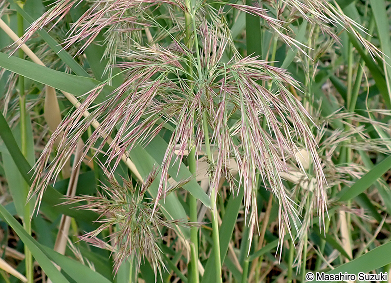 ヨシ Phragmites australis