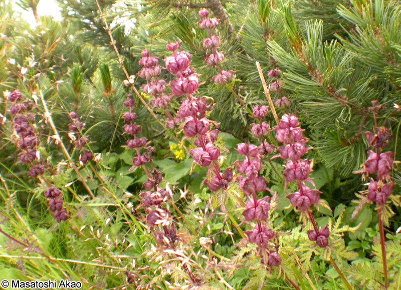 ヨツバシオガマ Pedicularis chamissonis var. japonica