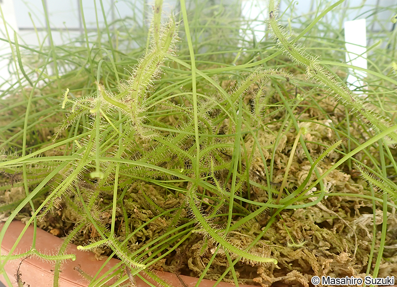 ヨツマタモウセンゴケ Drosera binata