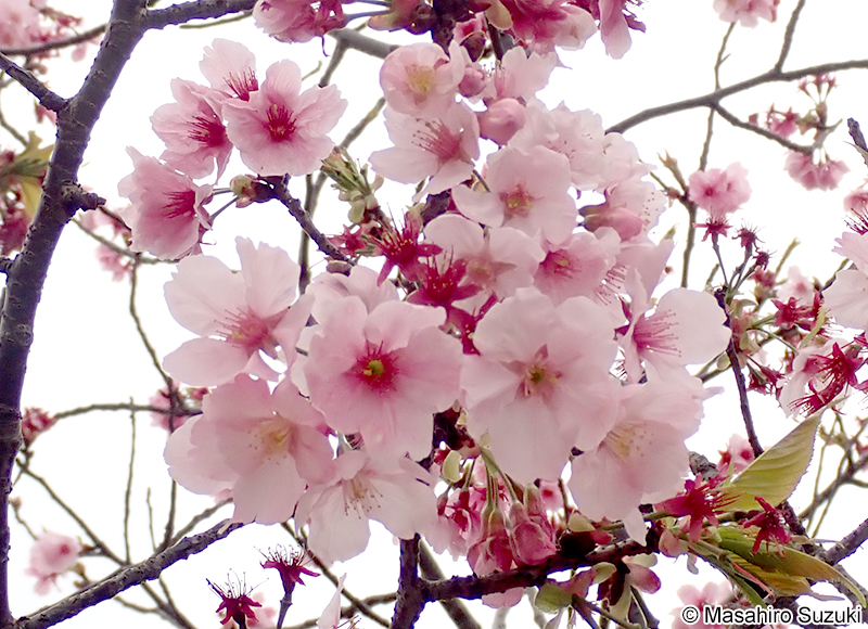 ヨウコウ Cerasus 'Yoko'