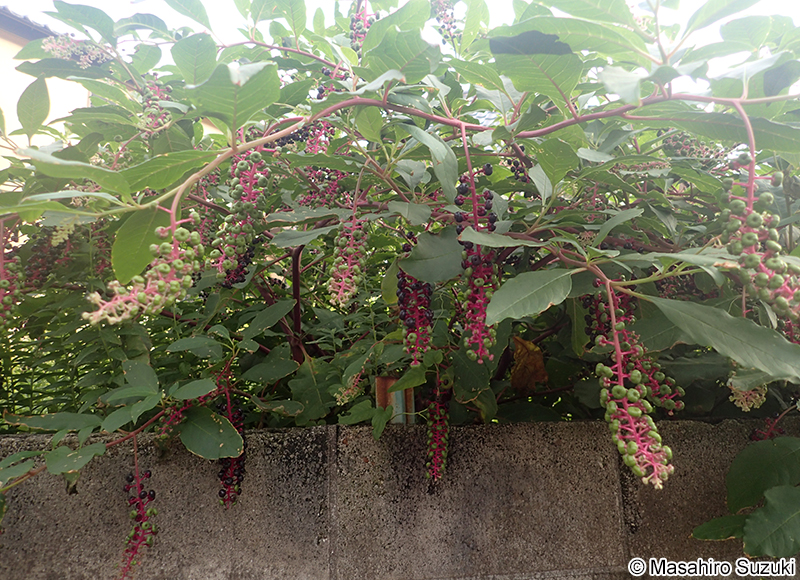 ヨウシュヤマゴボウ Phytolacca americana