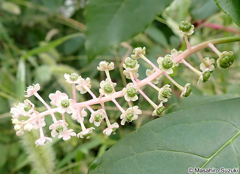 ヨウシュヤマゴボウの花
