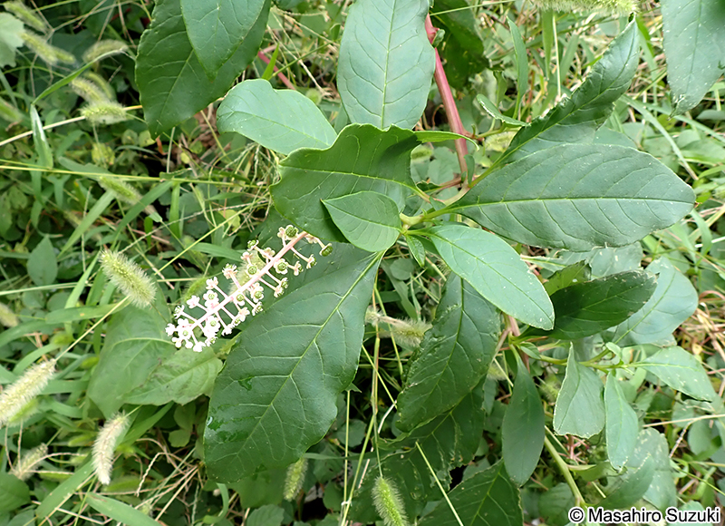 ヨウシュヤマゴボウ Phytolacca americana