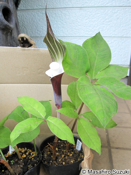 ユキモチソウ Arisaema sikokianum