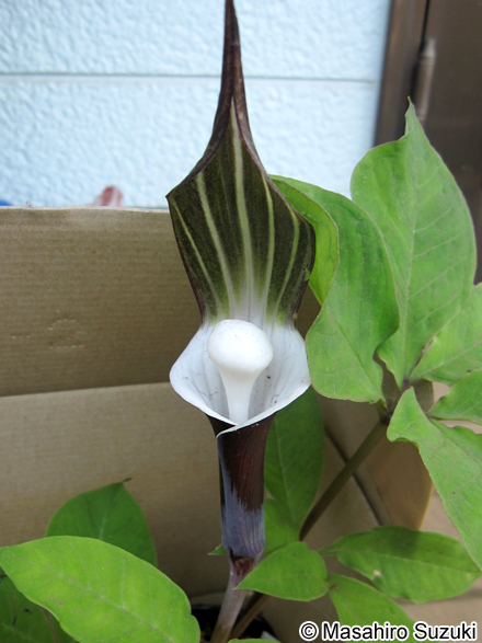 ユキモチソウ Arisaema sikokianum