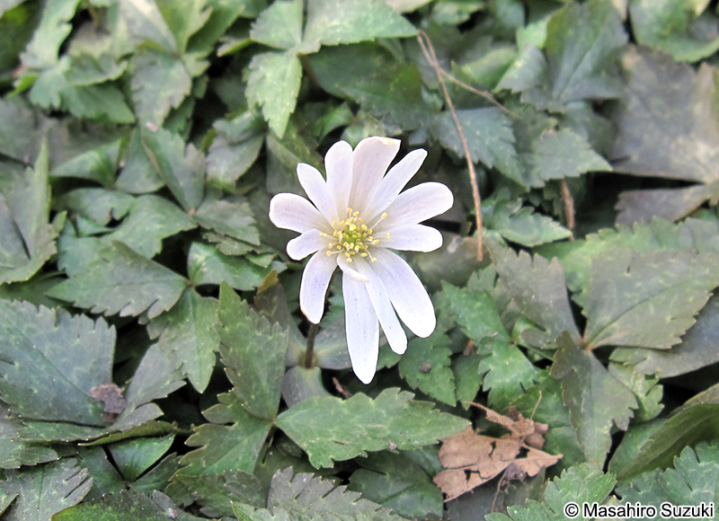 ユキワリイチゲ Anemone keiskeana