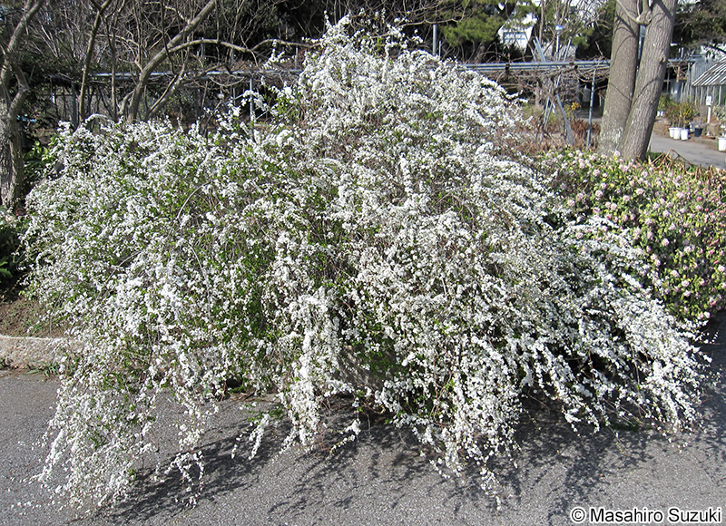 ユキヤナギ Spiraea thunbergii