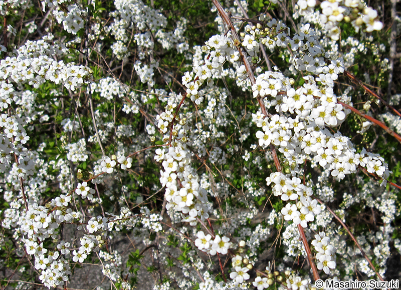 ユキヤナギ Spiraea thunbergii