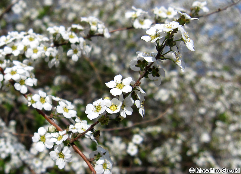 ユキヤナギ Spiraea thunbergii