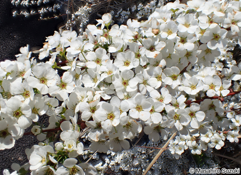 ユキヤナギ Spiraea thunbergii