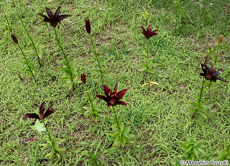 ランディーニ Lilium 'Landini'
