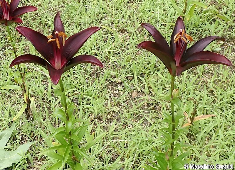 ランディーニ Lilium 'Landini'