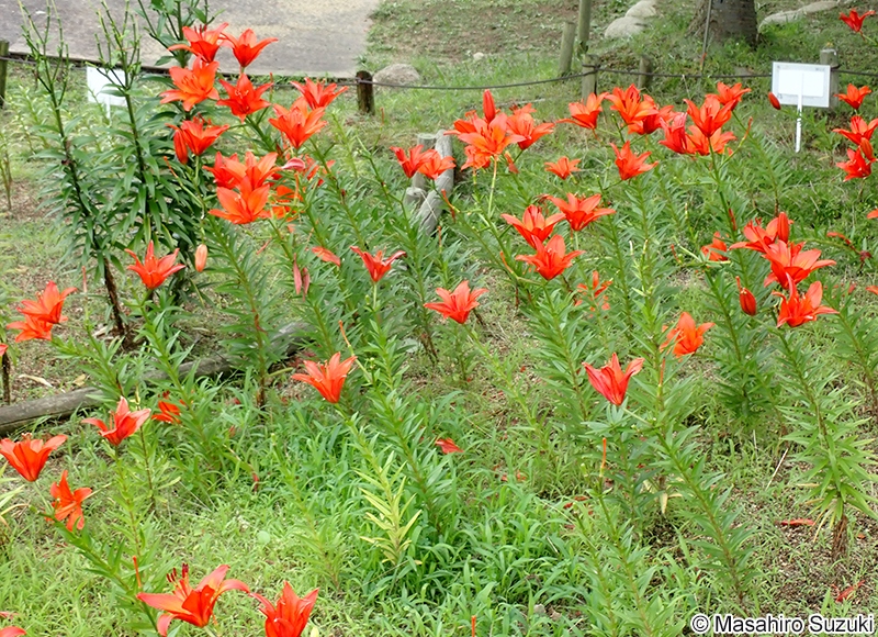 ネロ Lilium 'Nero'