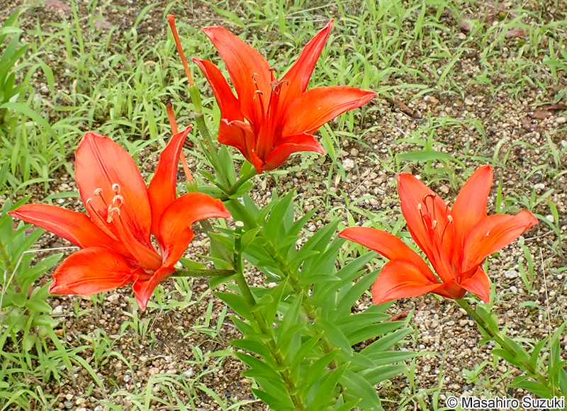 ネロ Lilium 'Nero'