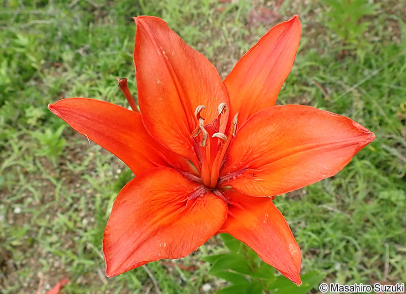 ネロ Lilium 'Nero'