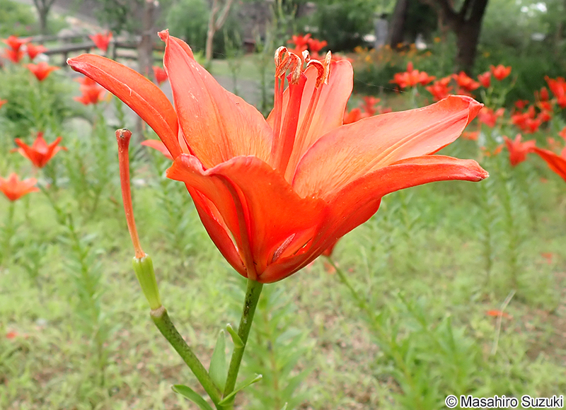 ネロ Lilium 'Nero'