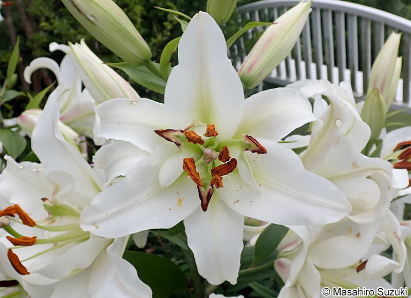 ホワイトアイズ（ダブルカサブランカ） Lilium 'White eyes'