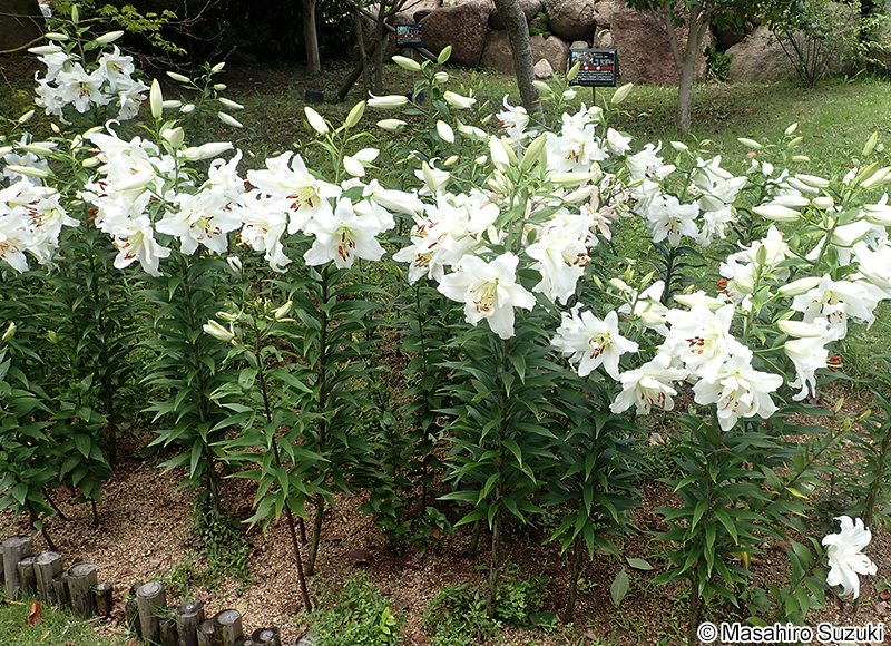 ホワイトアイズ（ダブルカサブランカ） Lilium 'White eyes'