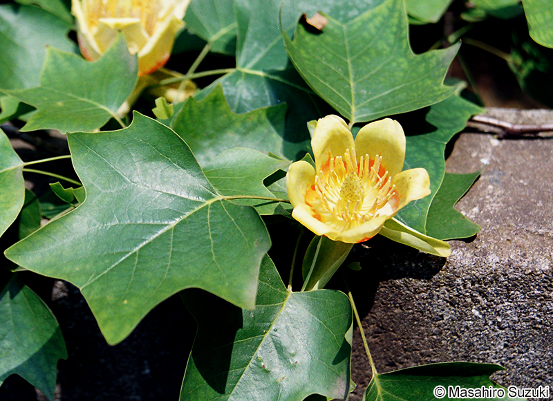 ユリノキ Liriodendron tulipifera