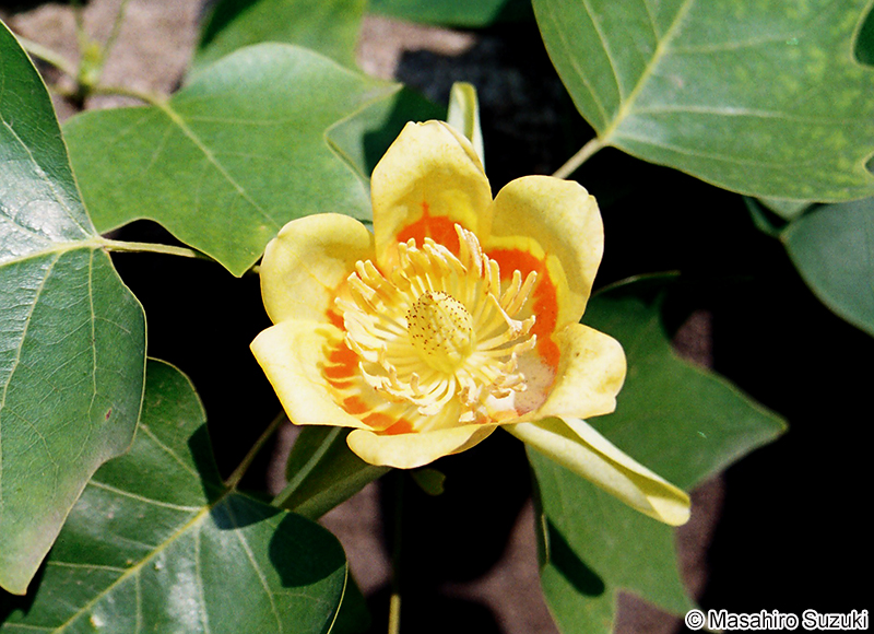 ユリノキ Liriodendron tulipifera