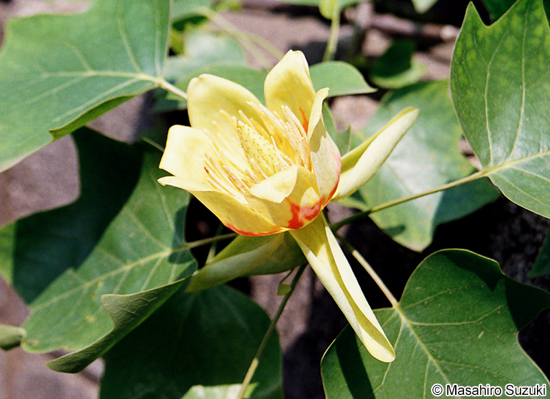ユリノキ Liriodendron tulipifera