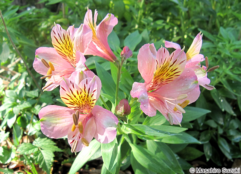 ユリズイセン Alstroemeria pulchella