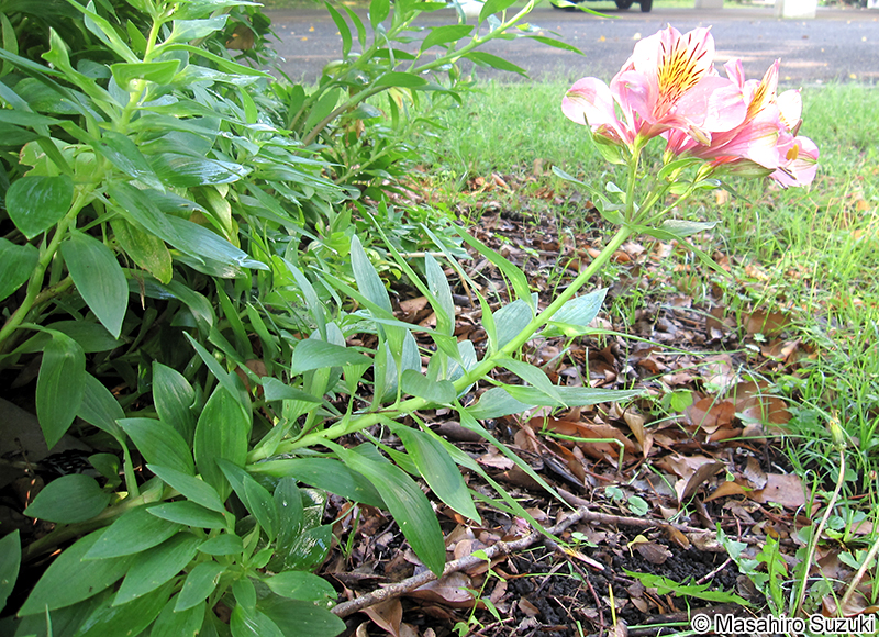 ユリズイセン Alstroemeria pulchella