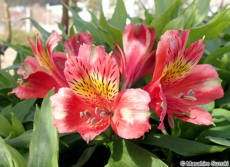 ユリズイセン Alstroemeria pulchella