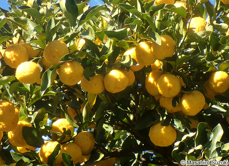 ユズ Citrus junos