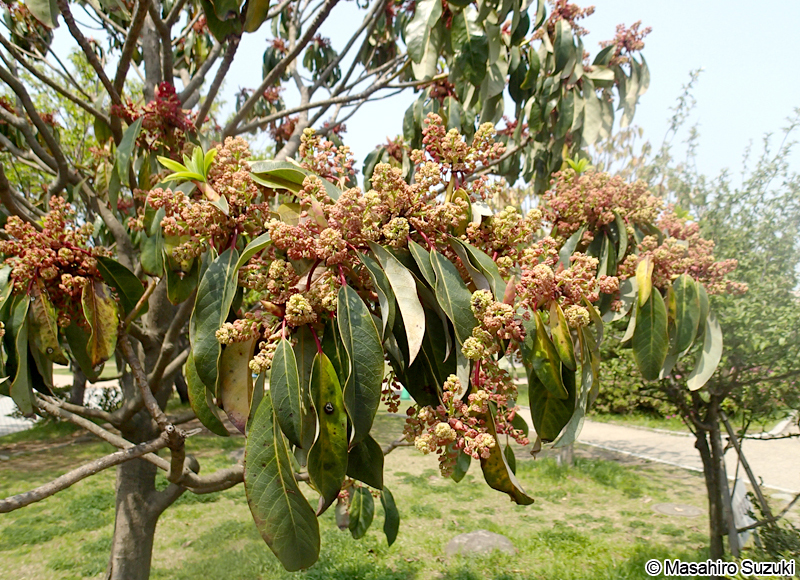 ユズリハ Daphniphyllum macropodum