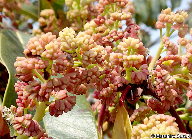 ユズリハの雄花