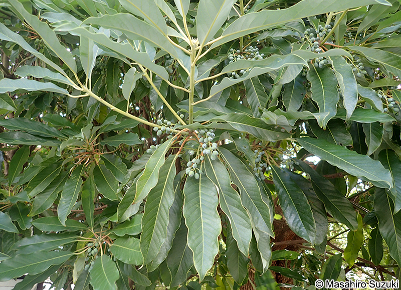 ユズリハ Daphniphyllum macropodum