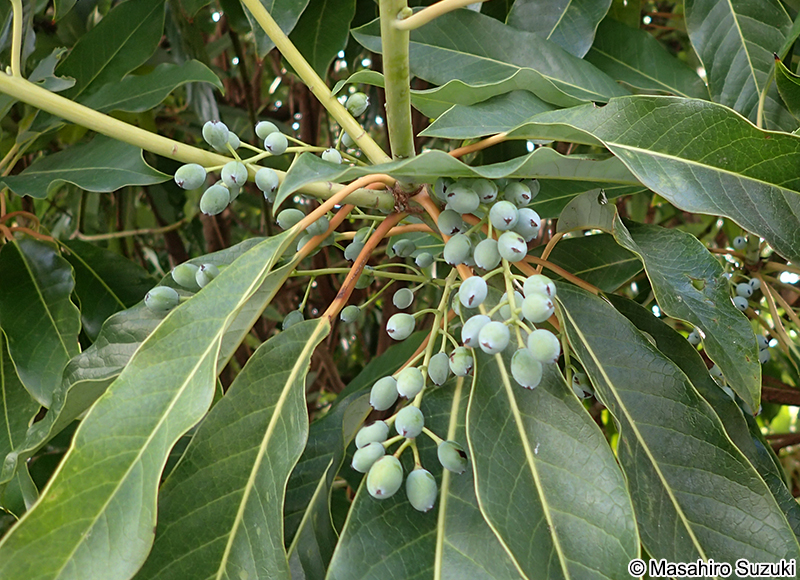 ユズリハの果実