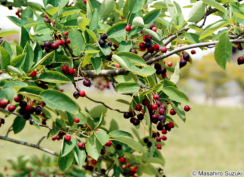 アメリカザイフリボクの果実