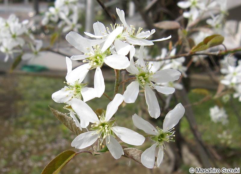 アメリカザイフリボク Amelanchier canadensis