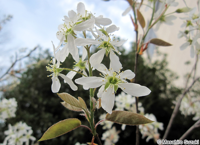 アメリカザイフリボクの花