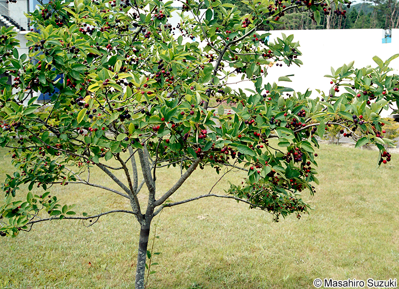 アメリカザイフリボク Amelanchier canadensis