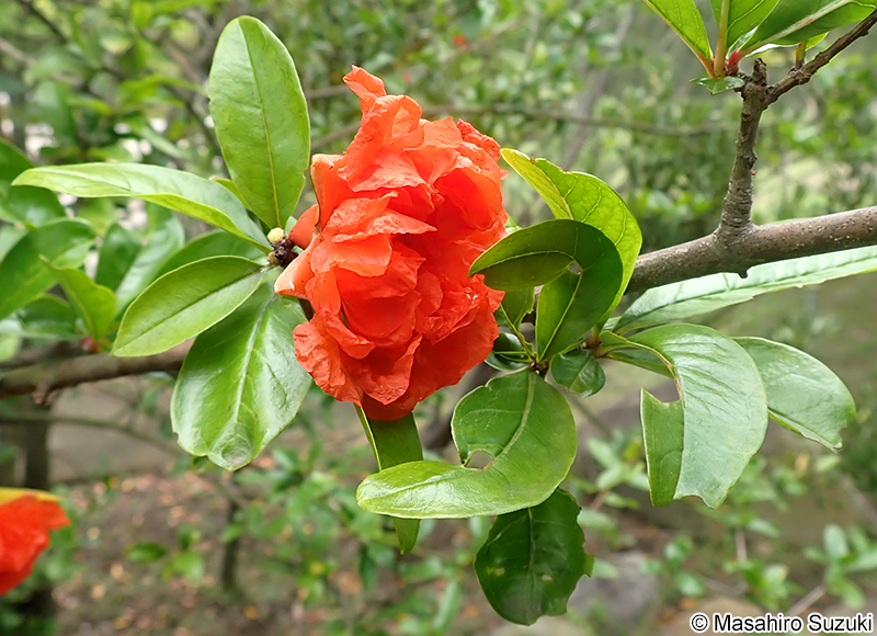 ザクロ Punica granatum