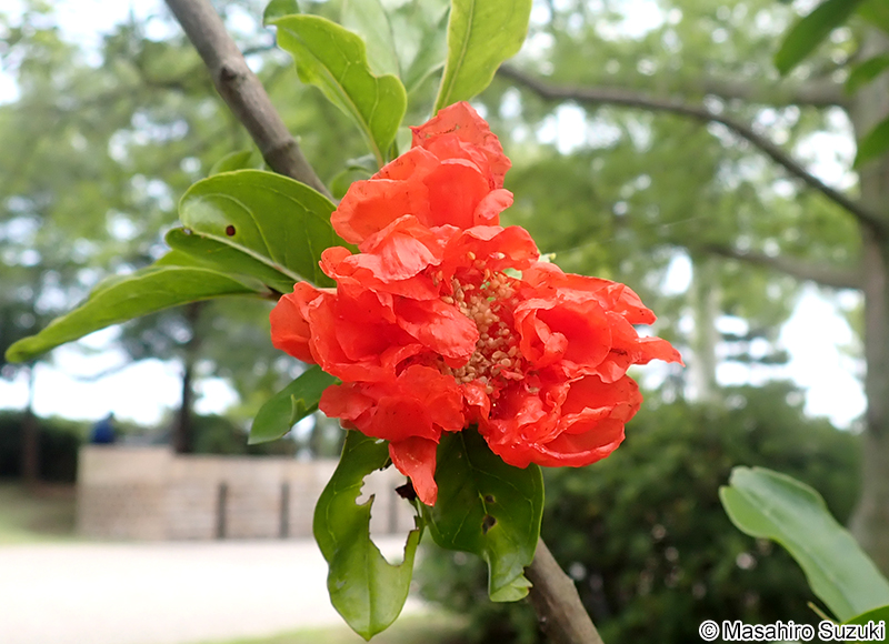 ザクロ Punica granatum