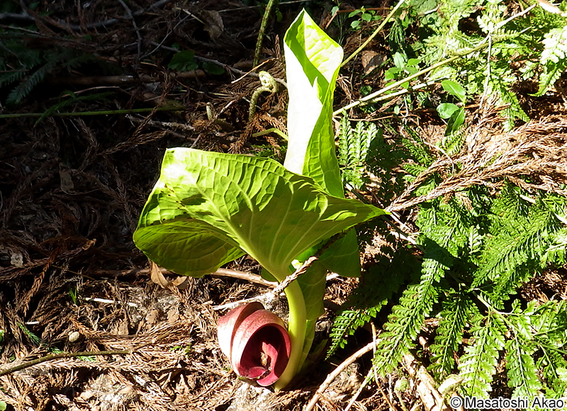 ザゼンソウ Symplocarpus renifolius