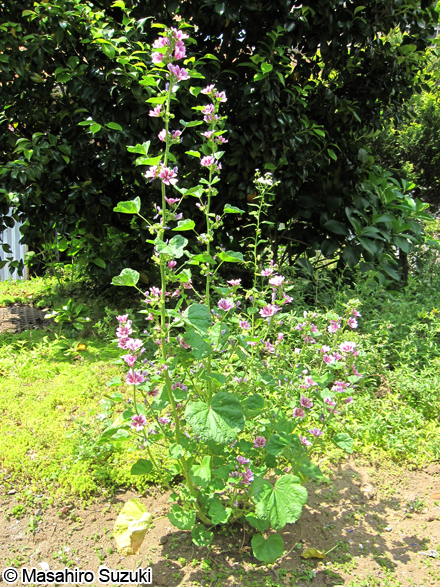 ゼニアオイ Malva mauritiana