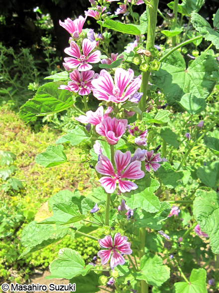 ゼニアオイ Malva mauritiana