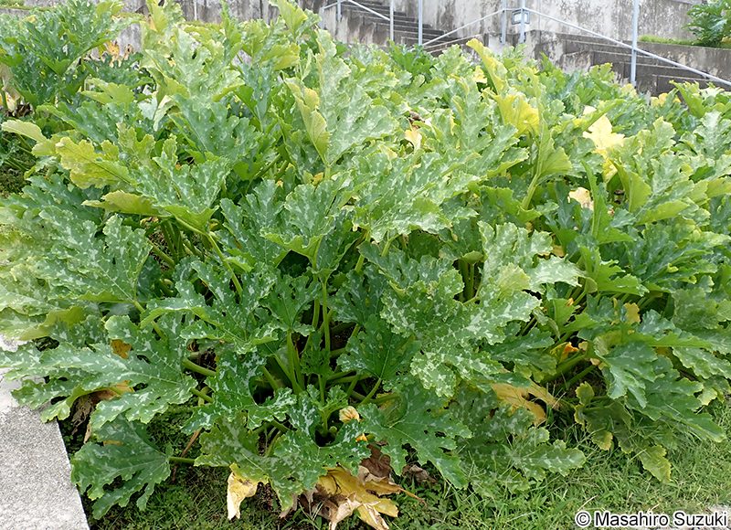 ズッキーニ Cucurbita pepo 'Melopepo'