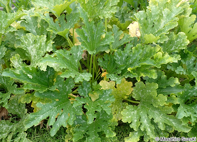 ズッキーニ Cucurbita pepo 'Melopepo'