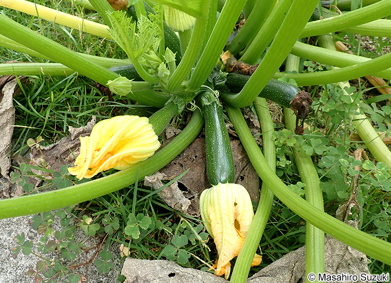 ズッキーニ Cucurbita pepo 'Melopepo'