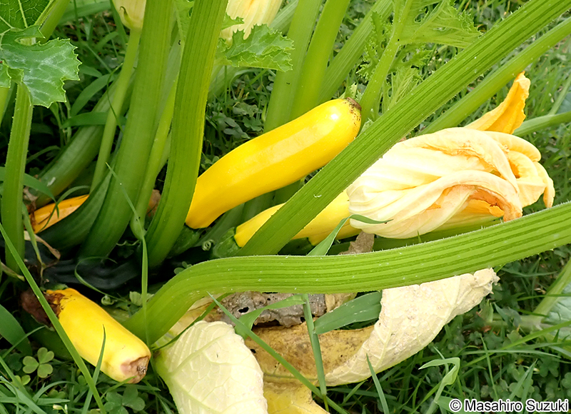 ズッキーニ Cucurbita pepo 'Melopepo'